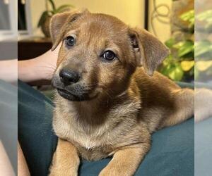 Labrador Retriever-Unknown Mix Dogs for adoption in San Diego, CA, USA