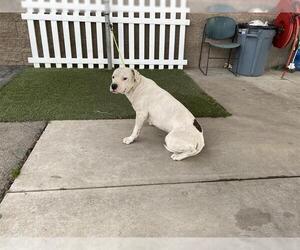 Boxer-Unknown Mix Dogs for adoption in Modesto, CA, USA