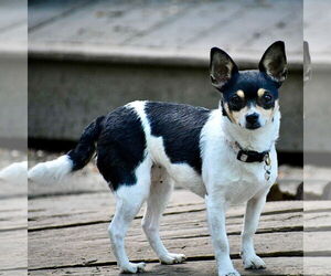 Rat Terrier-Unknown Mix Dogs for adoption in Atlanta, GA, USA