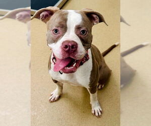 American Pit Bull Terrier Dogs for adoption in Derwood, MD, USA