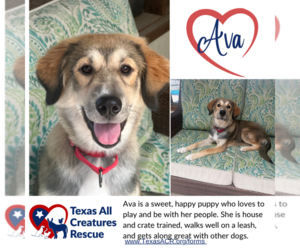 Mutt Dogs for adoption in Lillian, TX, USA