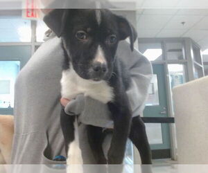 Anatolian Shepherd-Unknown Mix Dogs for adoption in Oklahoma City, OK, USA