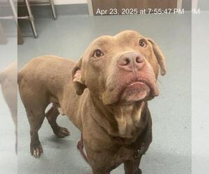 American Pit Bull Terrier Dogs for adoption in Baytown, TX, USA