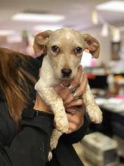 Medium Photo #1 Australian Cattle Dog-Basset Hound Mix Puppy For Sale in Fresno, CA, USA