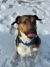 Jack Russell Terrier Dogs for adoption in Orleans, VT, USA