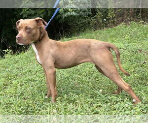 American Pit Bull Terrier-Unknown Mix Dogs for adoption in Wetumpka, AL, USA