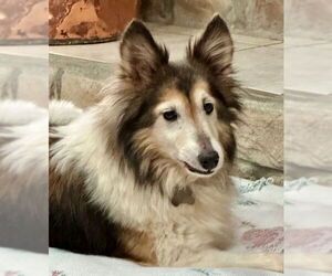 Mutt Dogs for adoption in Wamego, KS, USA