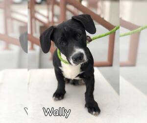 Basset Hound Dogs for adoption in Tulsa, OK, USA