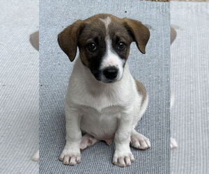 Border Collie-Unknown Mix Dogs for adoption in Bolivar, MO, USA