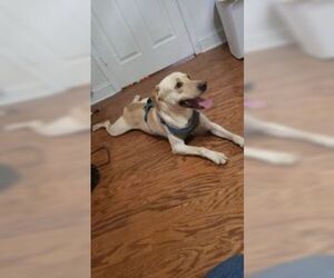 Labrador Retriever Dogs for adoption in Orangeburg, SC, USA