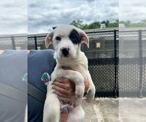 Medium Photo #1 Mutt Puppy For Sale in Elmsford, NY, USA
