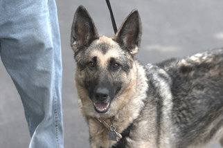 German Shepherd Dog Dogs for adoption in Batavia, NY, USA