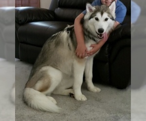 Alaskan Malamute Dogs for adoption in Strongsville, OH, USA