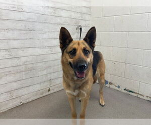 German Shepherd Dog Dogs for adoption in San Bernardino, CA, USA