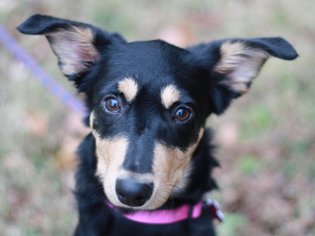 Medium Photo #1 English Shepherd-Rat Terrier Mix Puppy For Sale in Cookeville, TN, USA