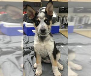 Mutt Dogs for adoption in Riverside, CA, USA
