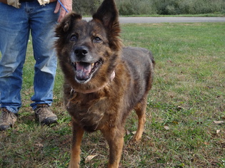 Chow Chow-Unknown Mix Dogs for adoption in Dublin, VA, USA
