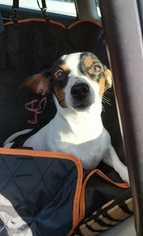 Rat Terrier Dogs for adoption in Runnemede, NJ, USA