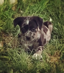Australian Shepherd-Catahoula Leopard Dog Mix Dogs for adoption in South Park, PA, USA