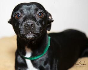 Italian Greyhuahua Dogs for adoption in Jamestown, CA, USA