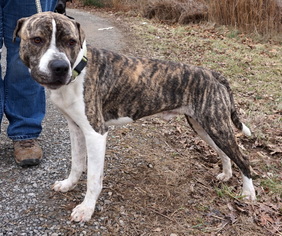 American Bulldog-Unknown Mix Dogs for adoption in Dickson, TN, USA