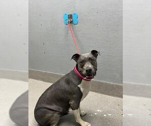 American Pit Bull Terrier-Unknown Mix Dogs for adoption in Las Vegas, NV, USA