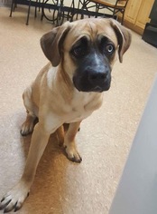 Mastiff Dogs for adoption in Rockaway, NJ, USA
