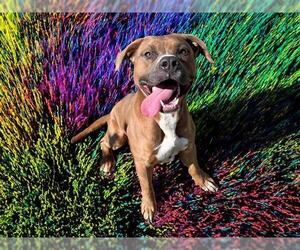American Pit Bull Terrier-Unknown Mix Dogs for adoption in Tulsa, OK, USA