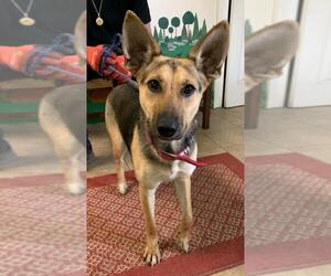German Shepherd Dog Dogs for adoption in Calverton, NY, USA