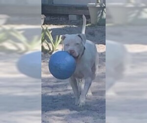 American Bulldog-Unknown Mix Dogs for adoption in Sebring, FL, USA