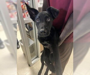 German Shepherd Dog Dogs for adoption in Stockton, CA, USA