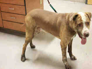 American Bandogge mastiff Dogs for adoption in Modesto, CA, USA
