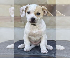 Mutt Dogs for adoption in PIPE CREEK, TX, USA