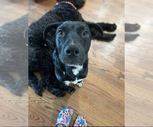 American Staffordshire Terrier-Labrador Retriever Mix Dogs for adoption in Holly Springs, NC, USA