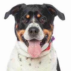 Rottweiler Dogs for adoption in Los Angeles, CA, USA