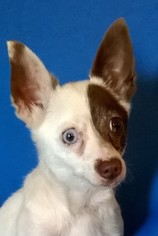 Chihuahua Dogs for adoption in Campbell, CA, USA
