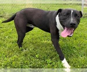 American Pit Bull Terrier Dogs for adoption in Hillsdale, IN, USA