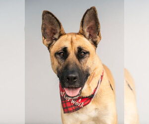 Akita-German Shepherd Dog Mix Dogs for adoption in Pasadena, CA, USA