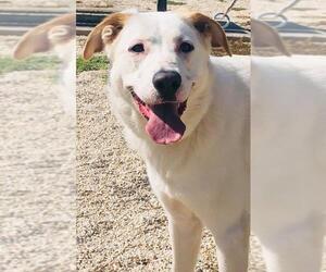 Collie-Great Pyrenees Mix Dogs for adoption in Pleasanton, TX, USA
