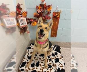 German Shepherd Dog Dogs for adoption in Brighton, CO, USA