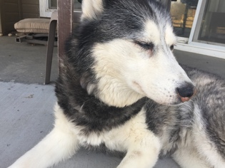 Siberian Husky Dogs for adoption in Boise, ID, USA