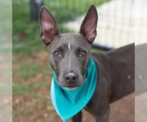 Mutt Dogs for adoption in San Antonio, TX, USA