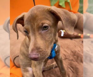 Mutt Dogs for adoption in Tarrytown, GA, USA