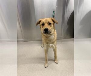 Huskies -Labrador Retriever Mix Dogs for adoption in Fairbanks, AK, USA