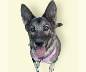 Mutt Dogs for adoption in Rockville, MD, USA