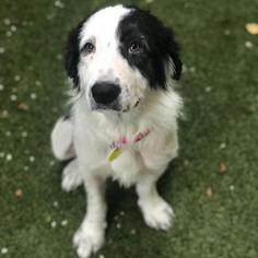 Border Collie Dogs for adoption in Dallas, TX, USA