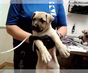 German Shepherd Dog-Unknown Mix Dogs for adoption in Martinez, CA, USA