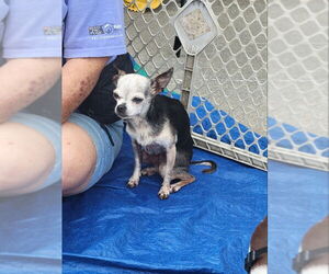 Chihuahua Dogs for adoption in Rocky Mount, NC, USA