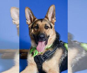 German Shepherd Dog Dogs for adoption in West Valley, UT, USA
