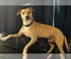 Mutt Dogs for adoption in Holly Springs, NC, USA